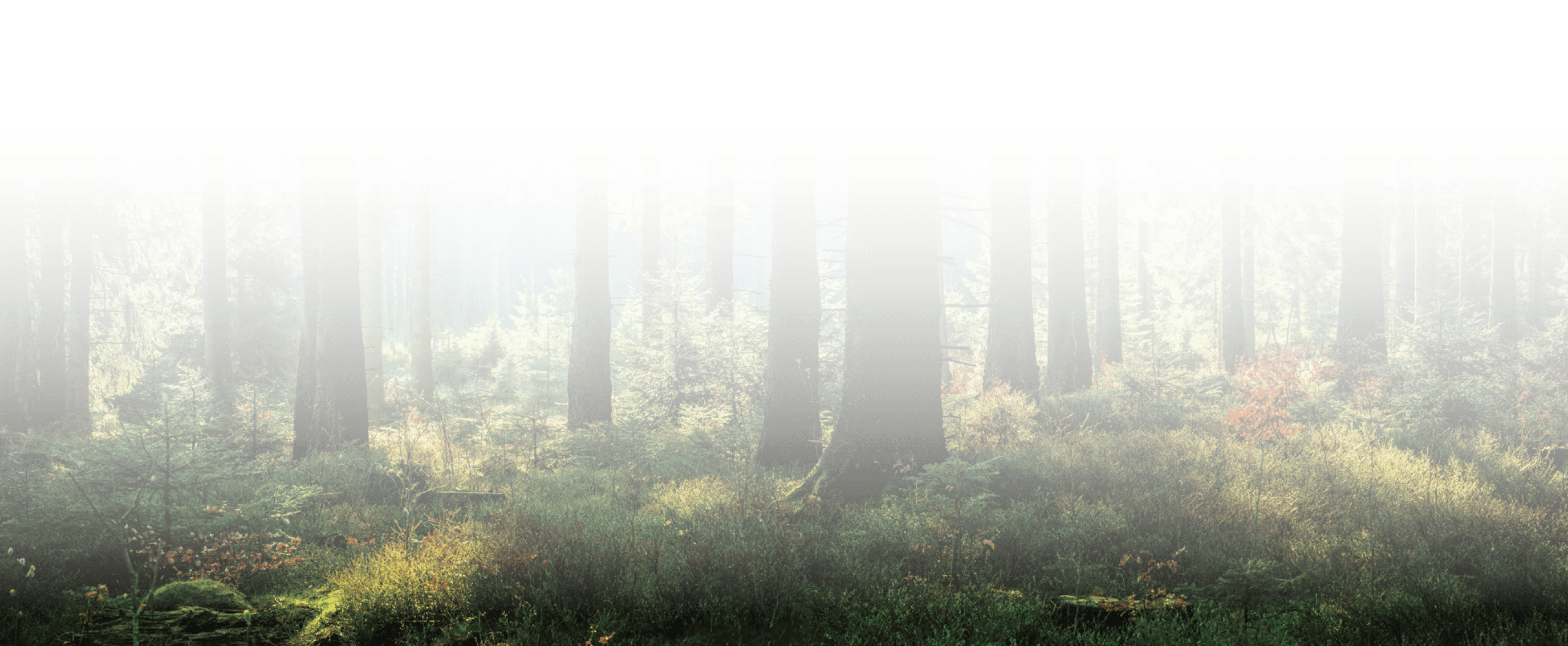 Forest illuminated by sunlight Forest illuminated by sunlight