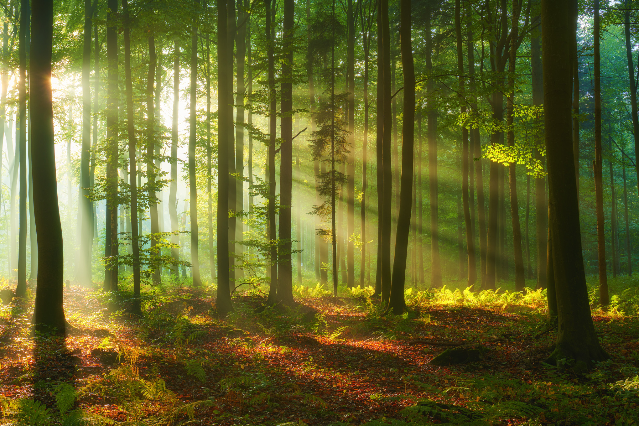 The morning sun peeks through the trees in the forest