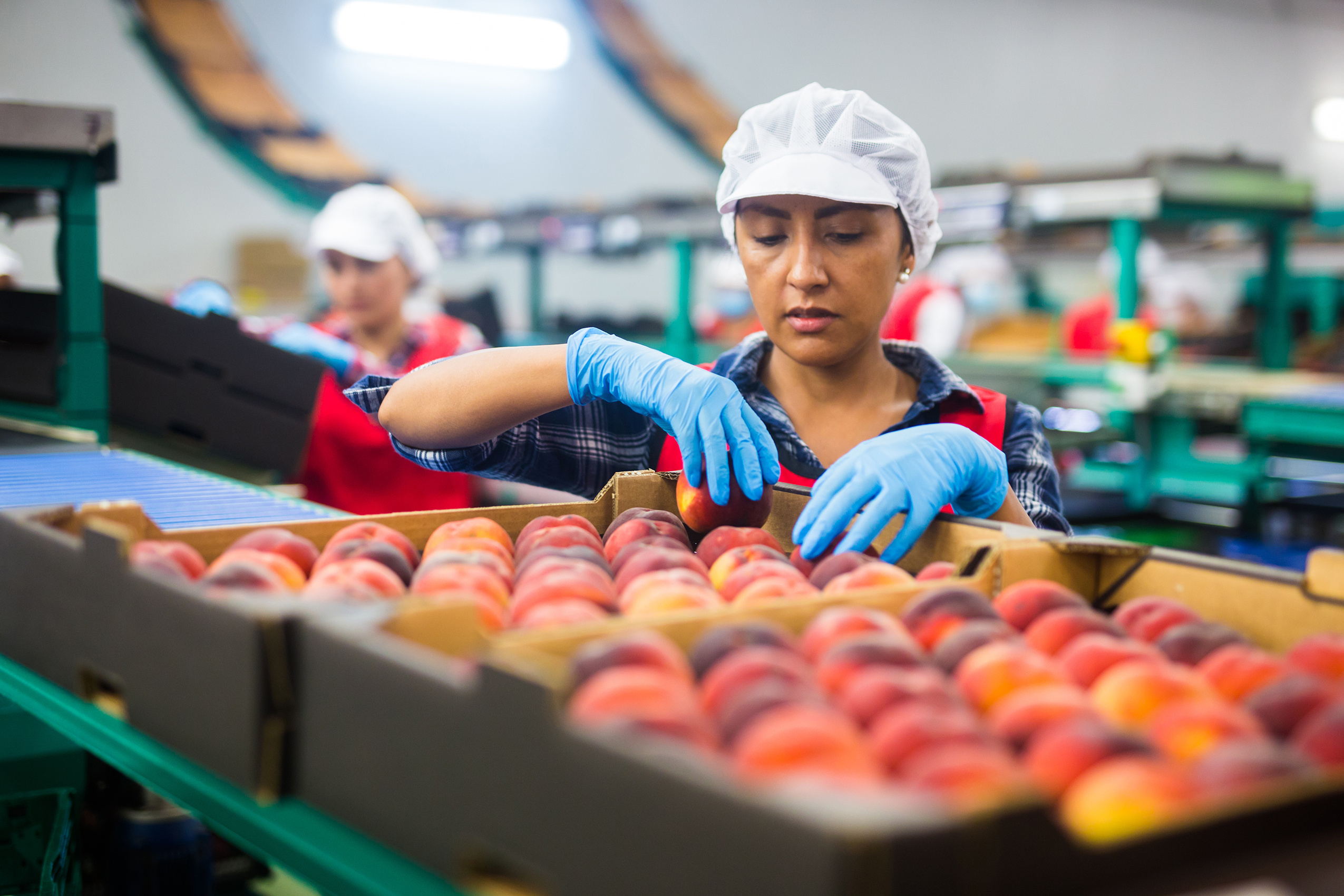 Worker sorting fresh peaches on production line in food and beverage WMS environment