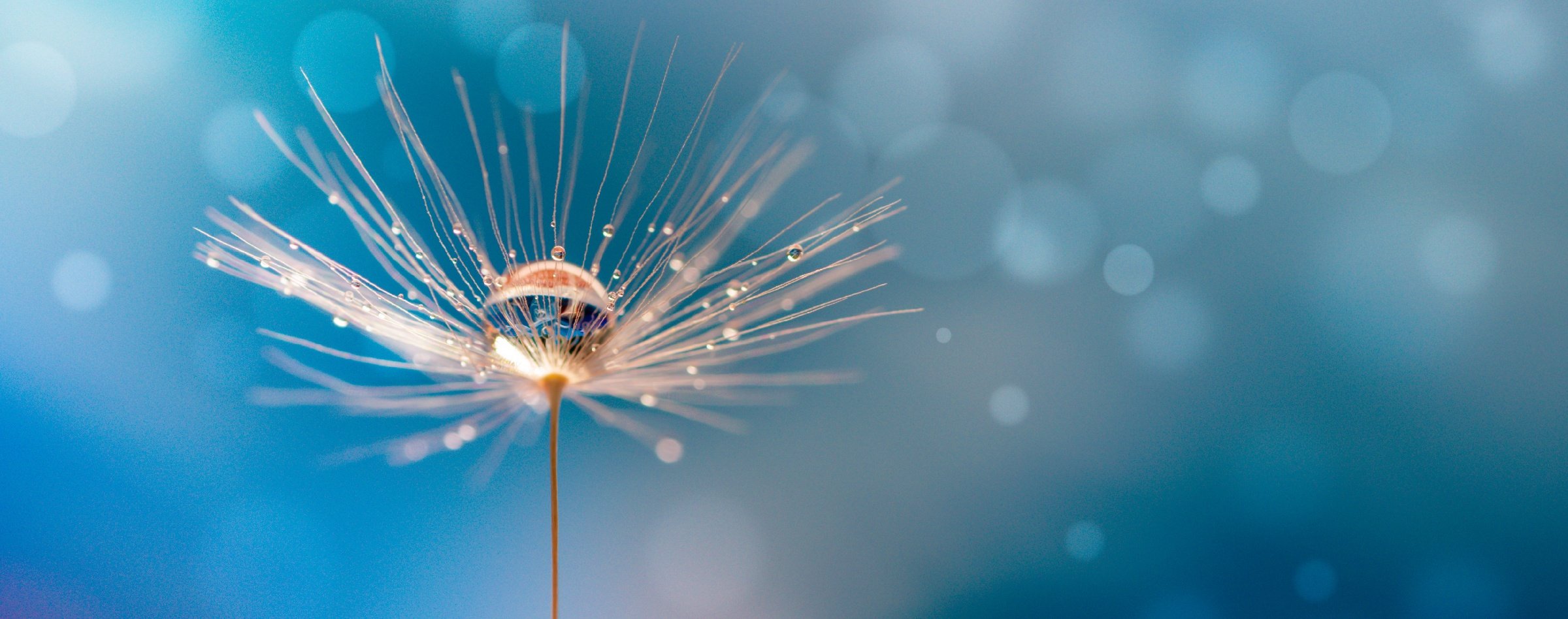 abstract blurred nature dandelion water drop