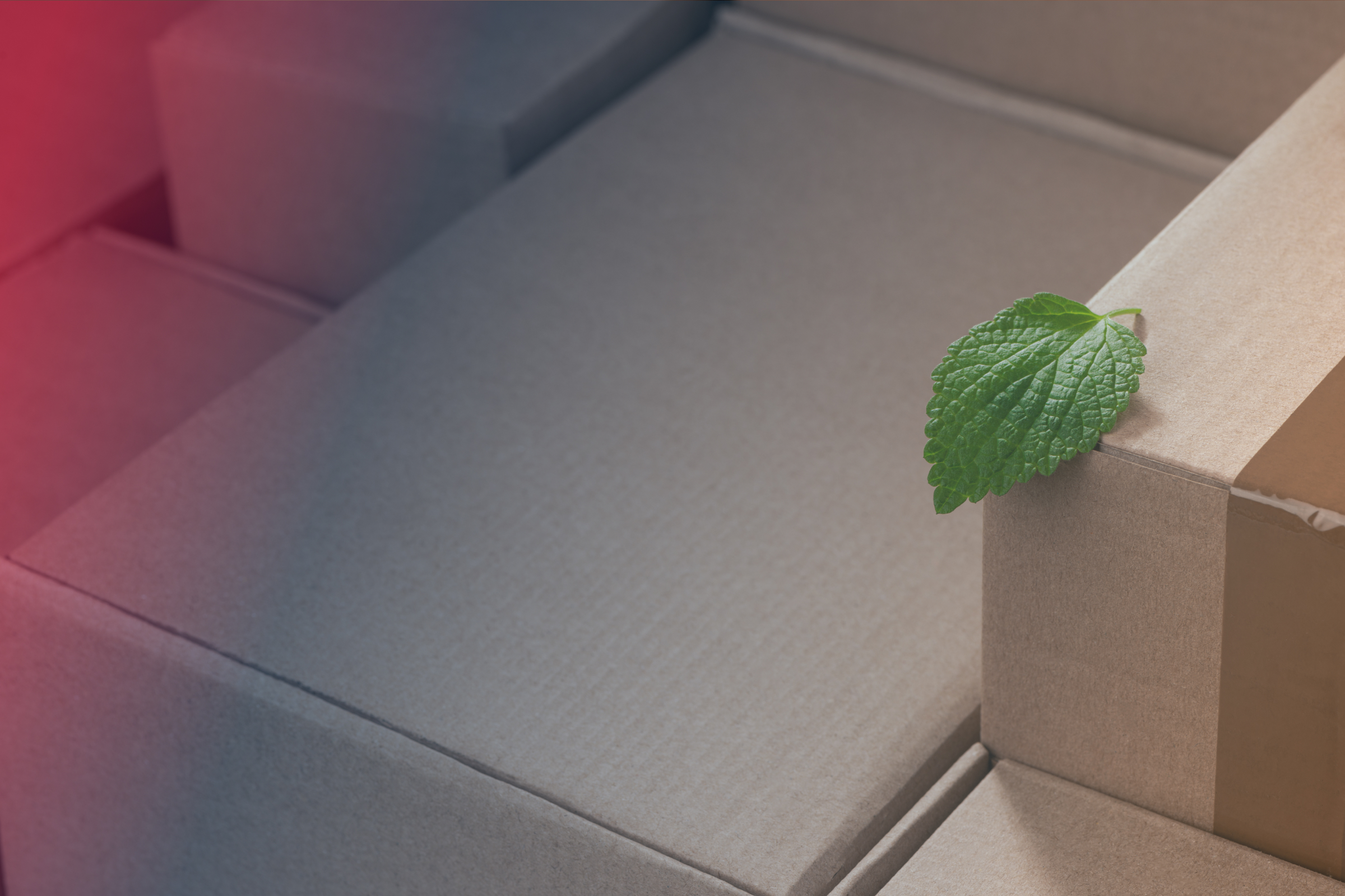 Green leaf on top of a pile of cardboard boxes illustrating sustainable warehousing 